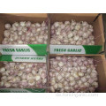 Frischer Knoblauch New Crop 2019